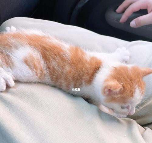 一月宠物猫的饮食指南（如何为你的猫提供营养均衡的饮食）