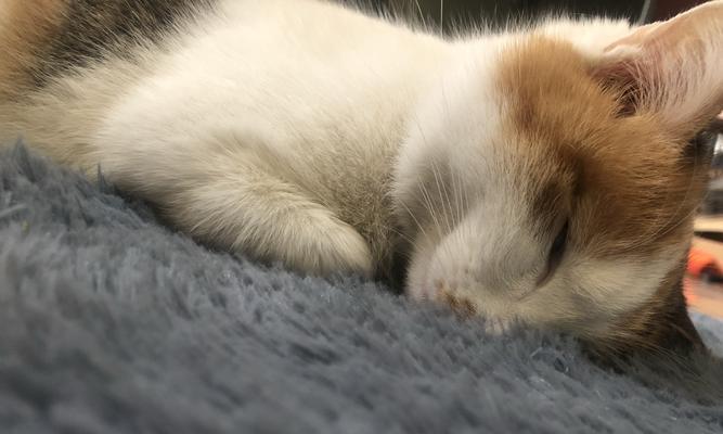 一个多月大的猫咪独立睡觉，教你如何让它成为一个独立的宠物