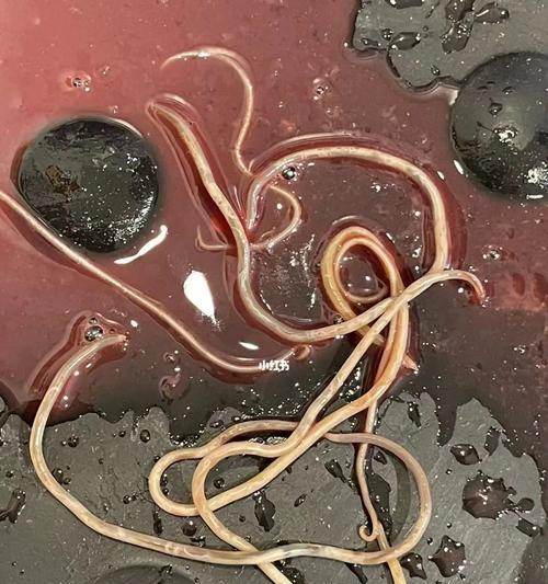 小狗拉血原因分析与治疗措施