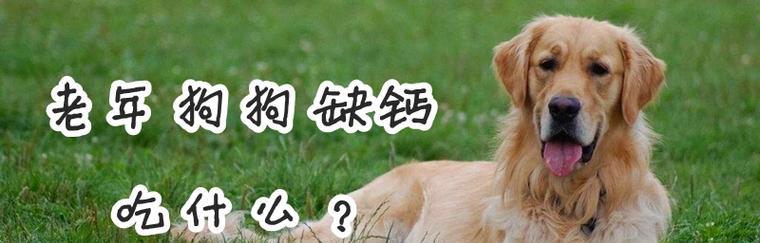 宠物小狗缺钙如何护理（宠物小狗缺钙如何护理）