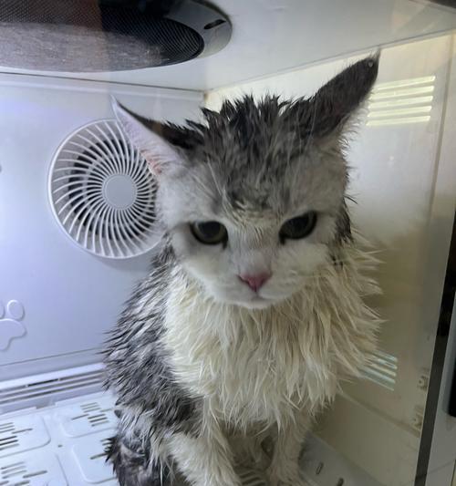 小猫洗澡全攻略（宠物爱好者必读）