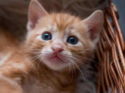 猫咪的生活与成长（探索宠物猫咪的趣味世界）