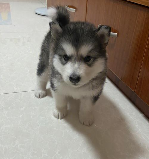 养一只月龄阿拉斯加犬的全面指南（宠物养护）