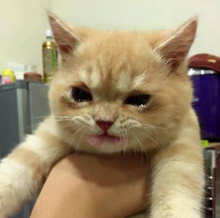 一只月龄小猫为何蔫蔫的（探究小猫健康问题）