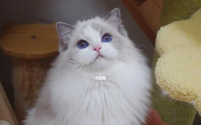 从幼猫到小猫公主，一个月布偶猫的成长之路（从幼猫到小猫公主）