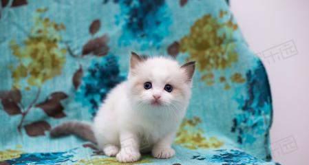 从幼猫到小猫公主，一个月布偶猫的成长之路（从幼猫到小猫公主）