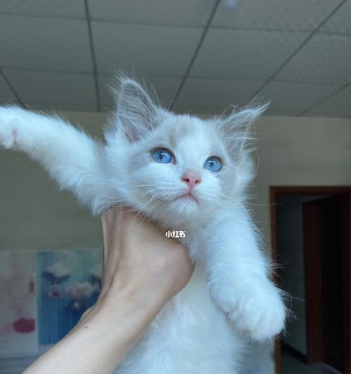 从幼猫到小猫公主，一个月布偶猫的成长之路（从幼猫到小猫公主）