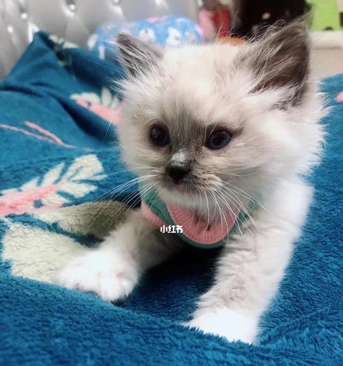 如何了解你的布偶猫的排便习惯（掌握布偶猫便便的频率及其他排便相关问题）