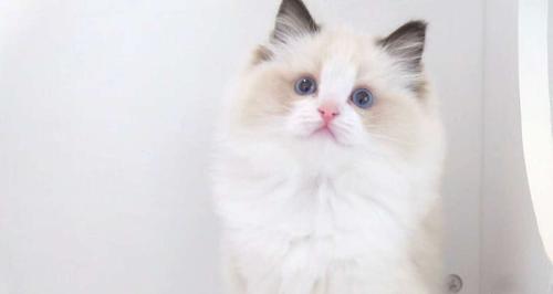 小可爱的布偶猫——她的名字是什么（探寻背后的故事）