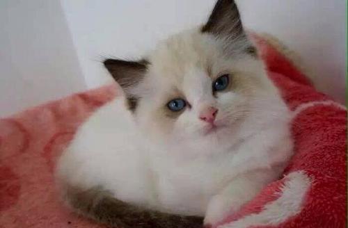 小小布偶猫的成长之路（以一个月大的纯种幼崽布偶猫为主题）