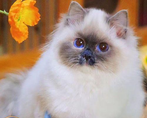 小小布偶猫的成长之路（以一个月大的纯种幼崽布偶猫为主题）