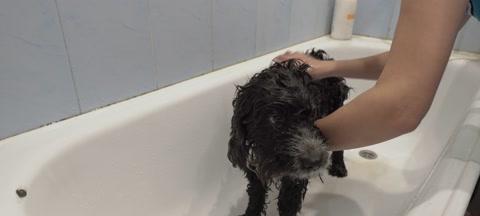 宠物狗一个月能否洗澡（如何正确给狗狗洗澡）