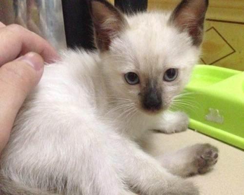 品味一月蓝重点暹罗猫的温馨生活（了解暹罗猫的特征和爱好）