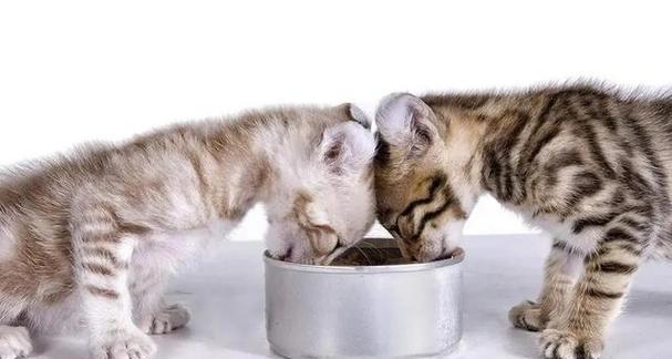 从奶泡到猫粮，一月龄小猫的饮食探秘（宠物育成指南）