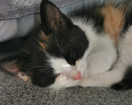 一月内如何给宠物猫提供均衡饮食（一份详细的猫咪饮食指南）