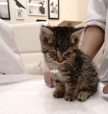 一月内如何给宠物猫提供均衡饮食（一份详细的猫咪饮食指南）