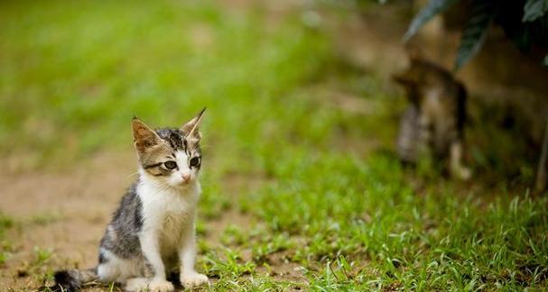 月龄为1个月的猫咪能否食用猫草（宠物健康保障）