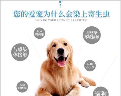 宠物猫一个月大就能做体外驱虫吗（了解早期驱虫的重要性）
