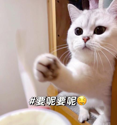 猫咪酸奶（为你的宠物加餐营养美味佳肴）