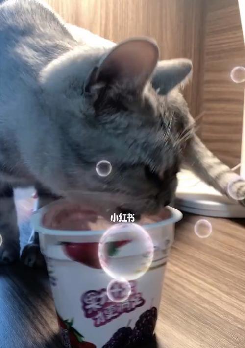 猫咪酸奶（为你的宠物加餐营养美味佳肴）