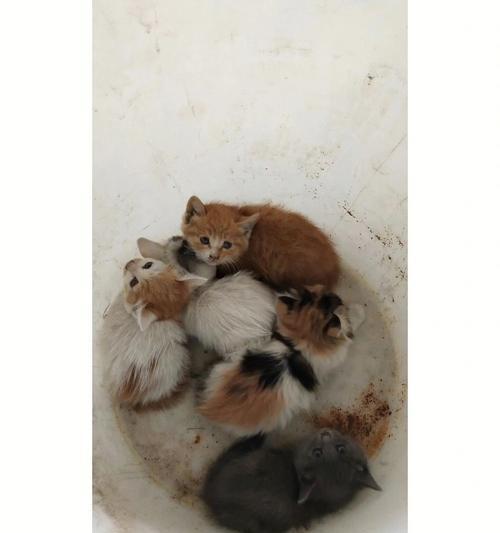 猫咪细小，警惕宠物疾病（探究猫咪细小的病因）
