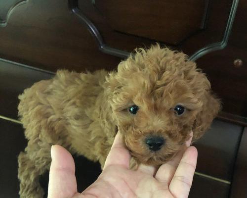如何合理喂养一个月龄的泰迪（每天喂几次最合适）