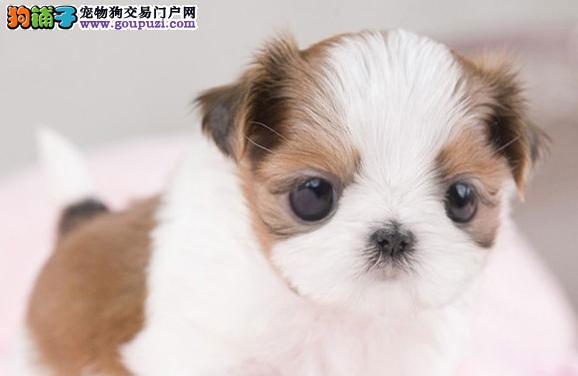 西施狗狗的一个月生活（宠物的快乐时光）