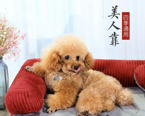 一个月的小狗狗窝生活——宠物世界的温馨家园（探寻狗狗在窝里的日常）