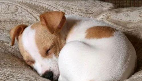 小狗睡眠时间研究（探究宠物小狗一月内的睡眠习惯及影响因素）