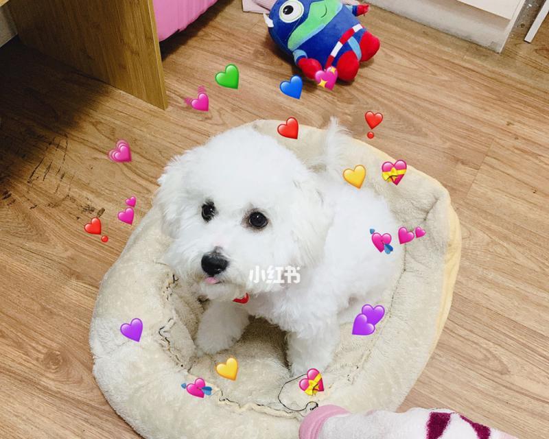 小狗一个月洗澡会怎样（宠物的清洁与健康）