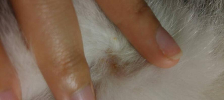 如何清除小狗身上的跳蚤（宠物犬上的跳蚤危害及清除方法）