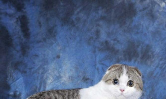 如何养活一只月龄猫咪（让宠物猫咪健康成长的秘密）