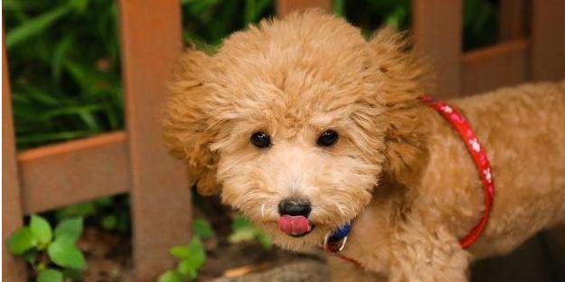 如何避免宠物泰迪总咬东西（探讨泰迪犬咬东西的原因及解决方法）
