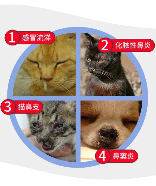小狗鼻塞怎么办（教你如何帮宠物缓解鼻塞症状）