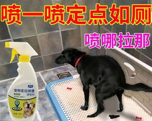 一个月小狗不拉屎光尿，该如何照顾宠物（宠物健康的重要性和小狗不拉屎的原因及解决方案）