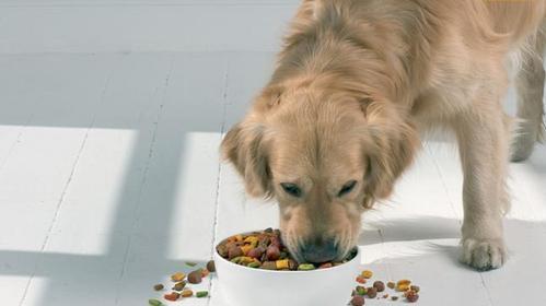 小狗吃狗粮吐的原因及解决方法（探讨宠物吃狗粮吐的种种情况和解决之策）