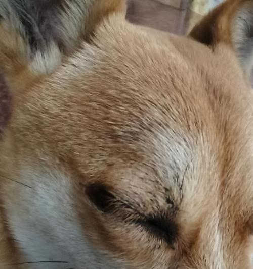 狗倒睫毛的危害与预防措施（宠物狗睫毛异常需警惕）