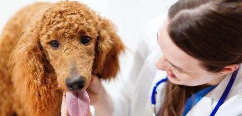 如何给宠物狗完美地预防和治疗细小病毒（以健康饮食为基础）