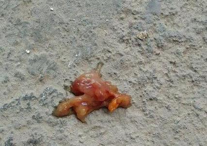 如何给宠物狗完美地预防和治疗细小病毒（以健康饮食为基础）