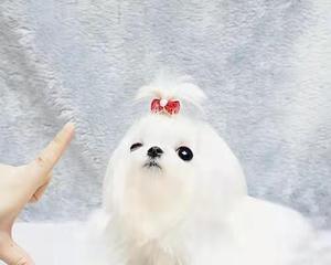 从宠物犬角度看狗毛的多彩世界（从宠物犬角度看狗毛的多彩世界）