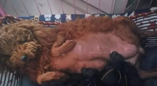 狗的被锁住（为你的宠物提供的保健服务）