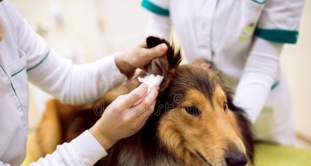 治疗宠物狗耳朵出脓的方法（如何有效预防和治疗狗耳朵发炎）