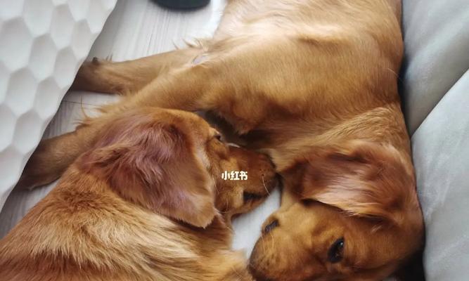狗放屁的意义与影响（宠物犬的排气行为探析）