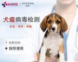 狗宠物感染病毒的预防与治疗（宠爱狗狗）