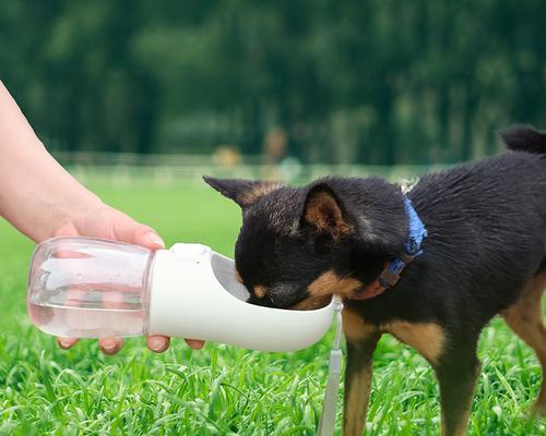 晚上狗狗为何喜欢喝水（揭秘狗狗夜间饮水的原因与注意事项）