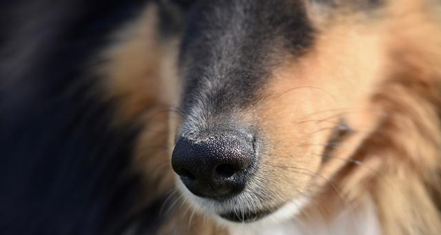狗狗鼻头红肿褪色的原因及治疗方法（宠物主人必看！掌握这些知识）