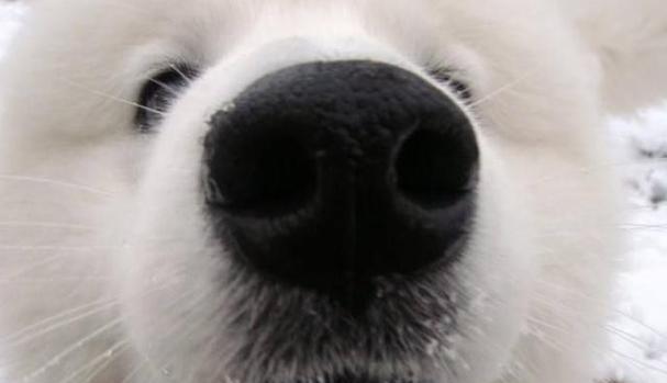 狗狗鼻头红肿褪色的原因及治疗方法（宠物主人必看！掌握这些知识）