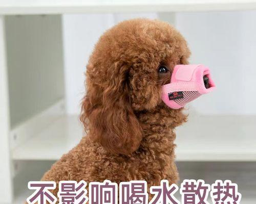 如何剪狗狗比熊嘴型（细节决定嘴型的成功与否）