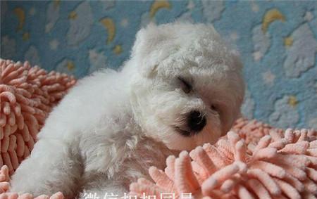 如何剪狗狗比熊嘴型（细节决定嘴型的成功与否）