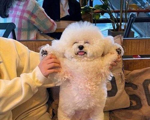 如何剪狗狗比熊嘴型（细节决定嘴型的成功与否）